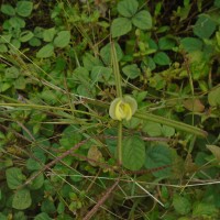 Vigna radiata (L.) R.Wilczek